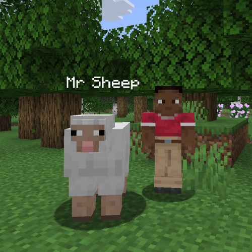 Pet Sheep