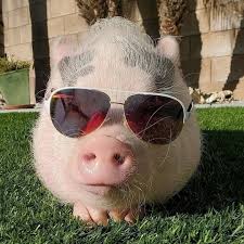 Sir_Bubbington